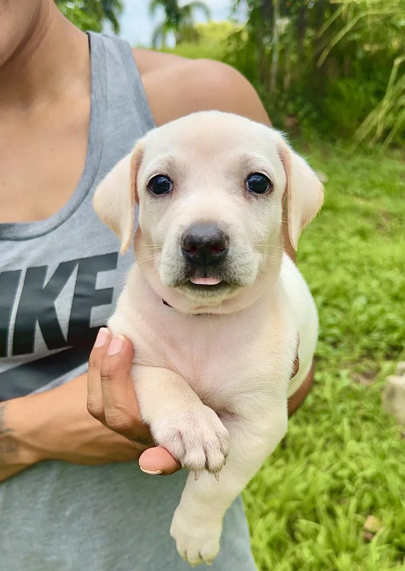 A baby medium-sized female White / Cream Labrador Retriever dog named Autumn  Small  for adoption in Isabela, PR
