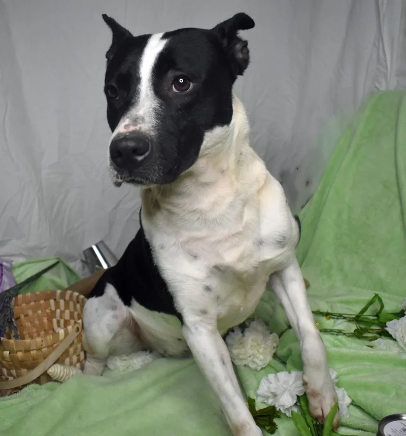 An adult medium-sized female Labrador Retriever dog named Galaxy for adoption in Monroe, LA