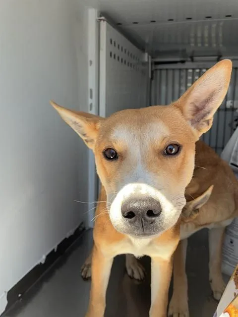 A young medium-sized male Terrier dog named Fry for adoption in Stockton, CA