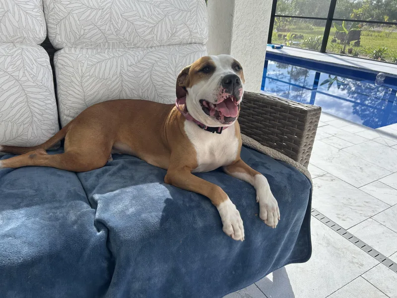 A young medium-sized female Brown / Chocolate Pit Bull Terrier dog named Daisy for adoption in Maitland, FL