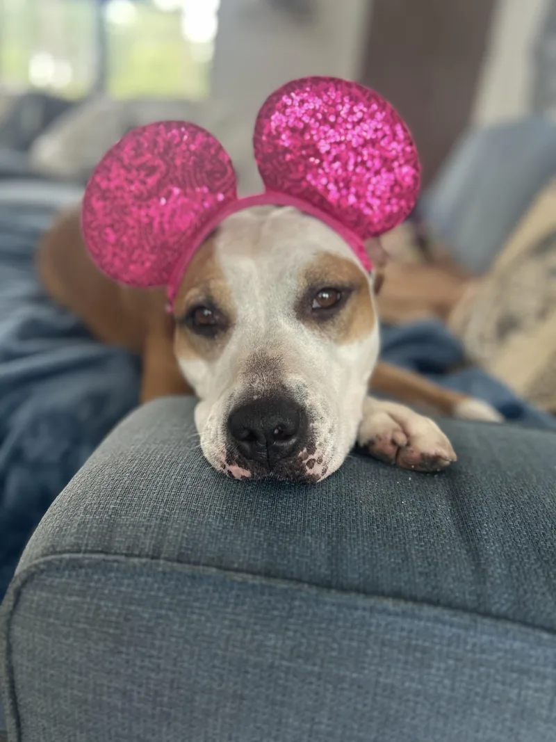 Daisy thumbnail 4