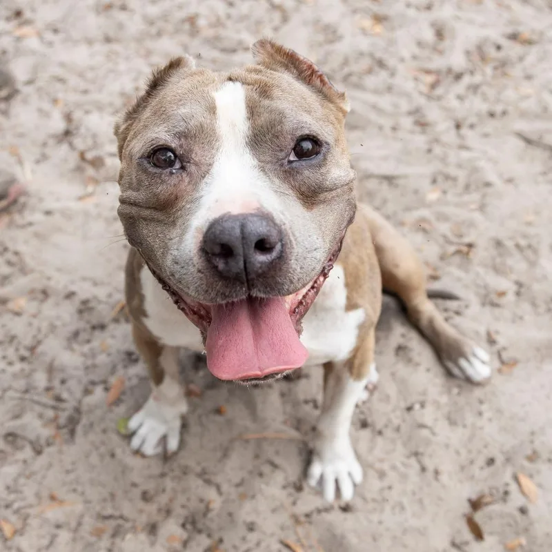 A senior medium-sized female Yellow / Tan / Blond / Fawn Mixed Breed dog named Moonshine for adoption in Gainesville, FL