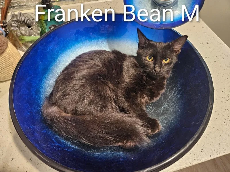 Franken Bean