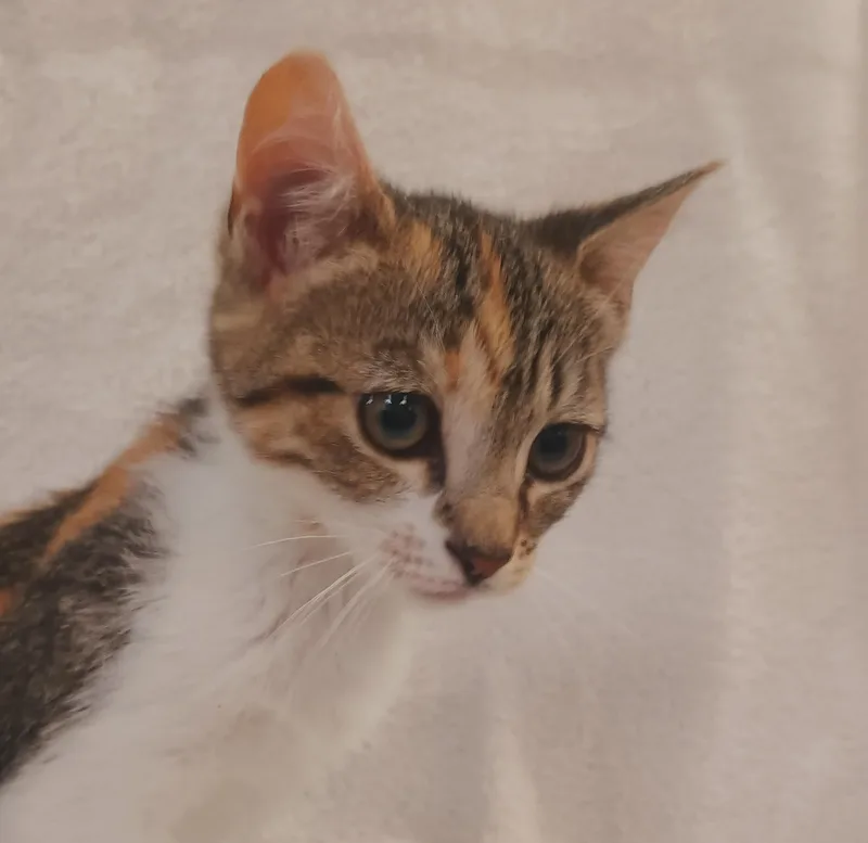 A baby small-sized female Domestic Short Hair cat named Basil for adoption in Los Angeles, CA