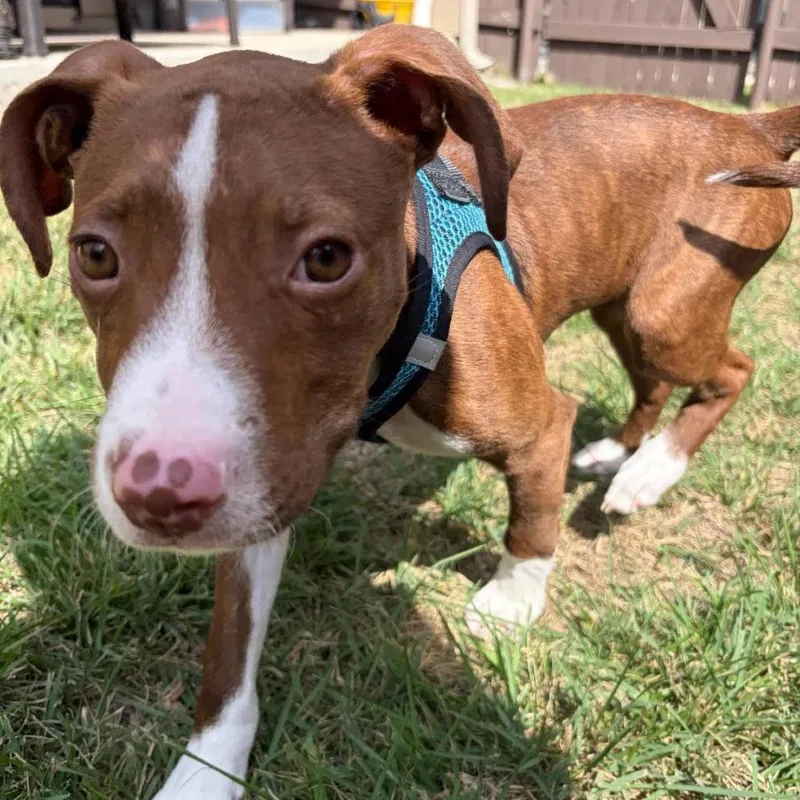 A baby small-sized male American Staffordshire Terrier dog named Samuel Beckett for adoption in Austin, TX