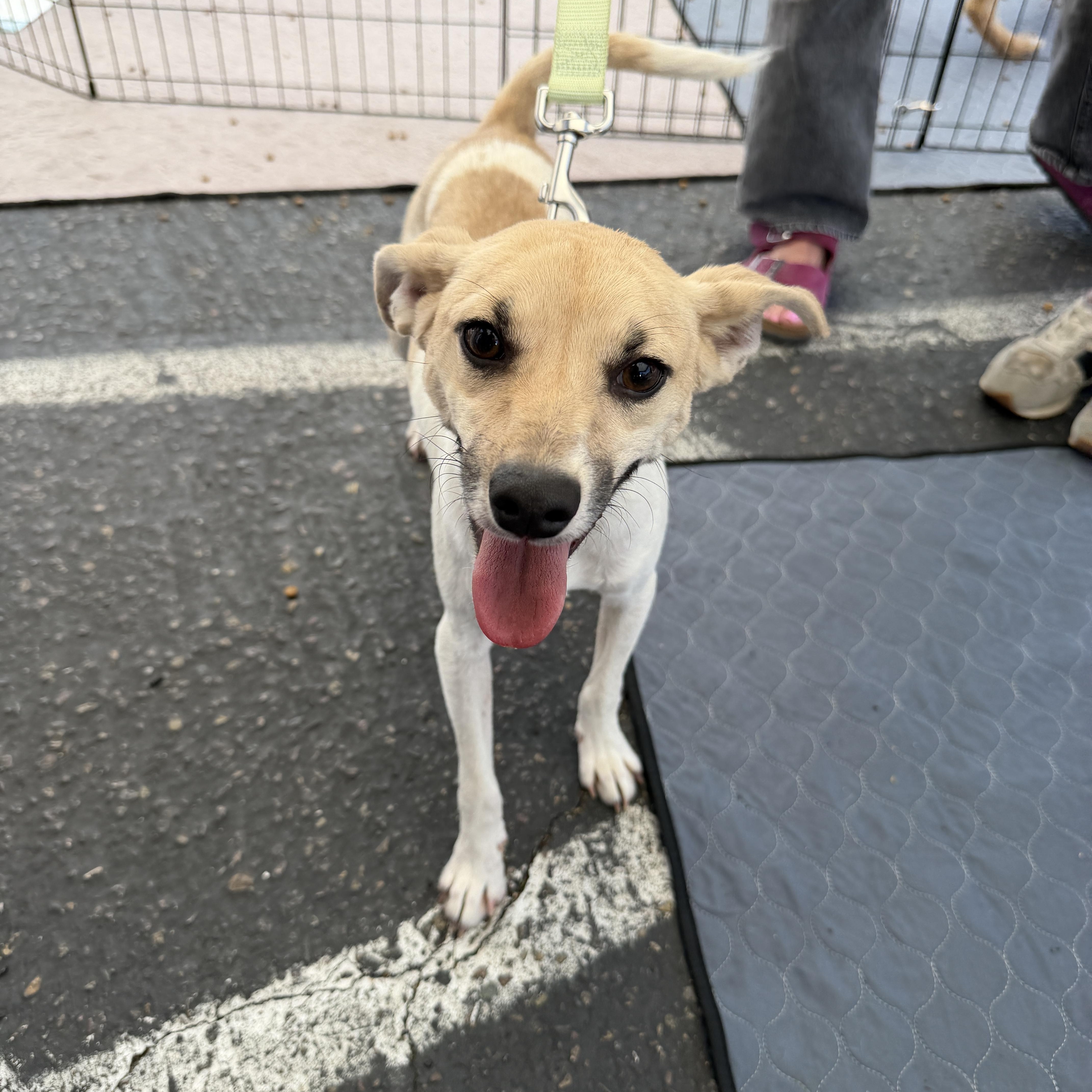 A young small-sized male Jack Russell Terrier dog named Barry for adoption in San Diego, CA