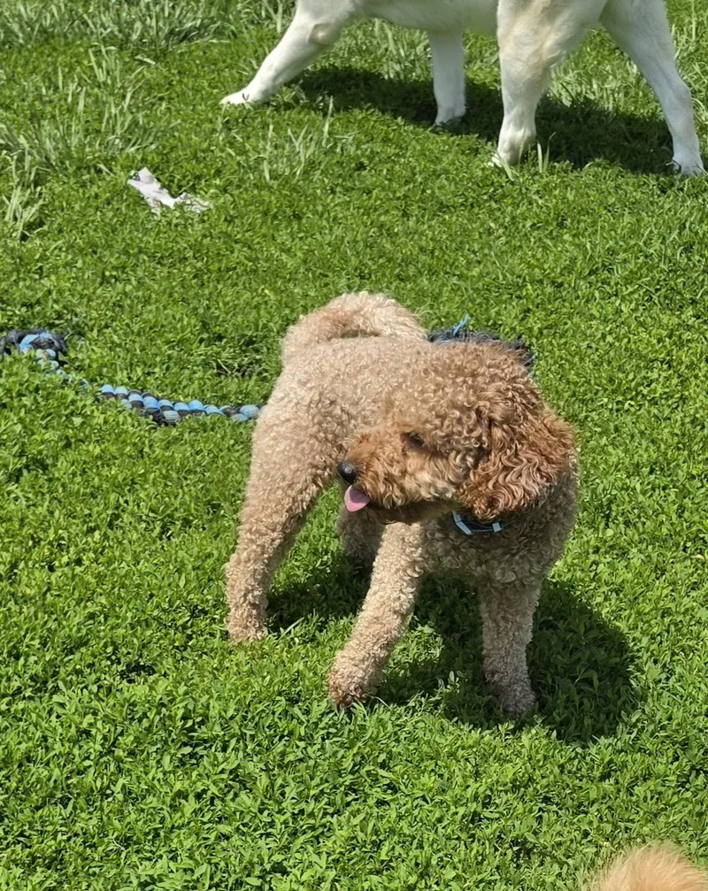 Coda