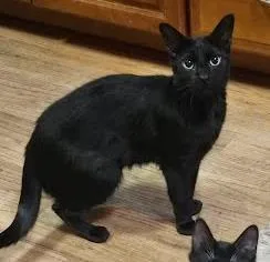 Blake  `a Priority thumbnail 2