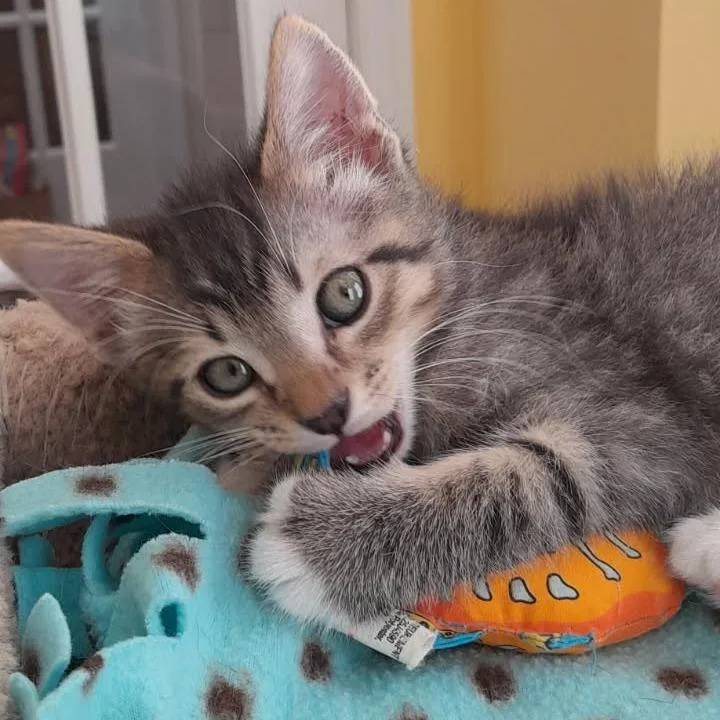A baby small-sized male Brown / Chocolate Domestic Short Hair cat named Grandy for adoption in Newport News, VA
