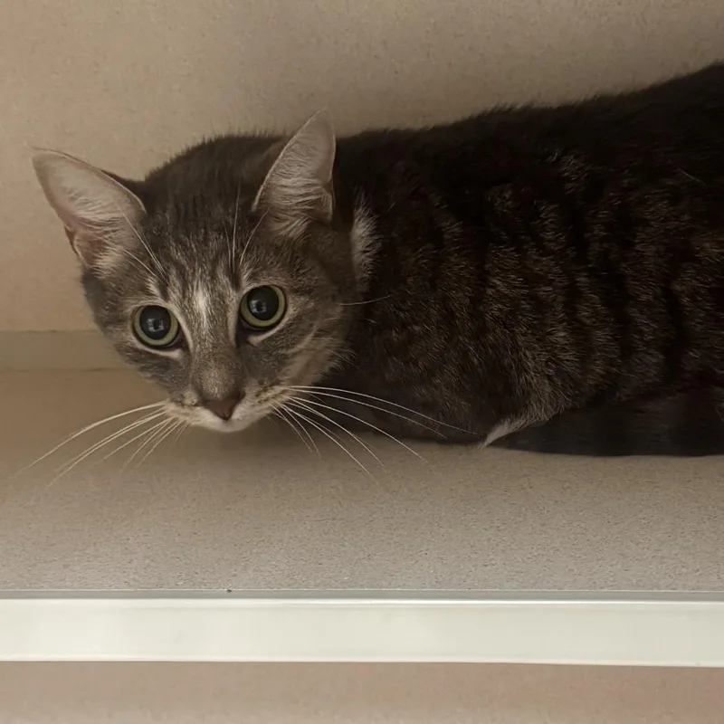 An adult medium-sized female Gray / Blue / Silver Domestic Short Hair cat named Friday for adoption in Hamburg, NY