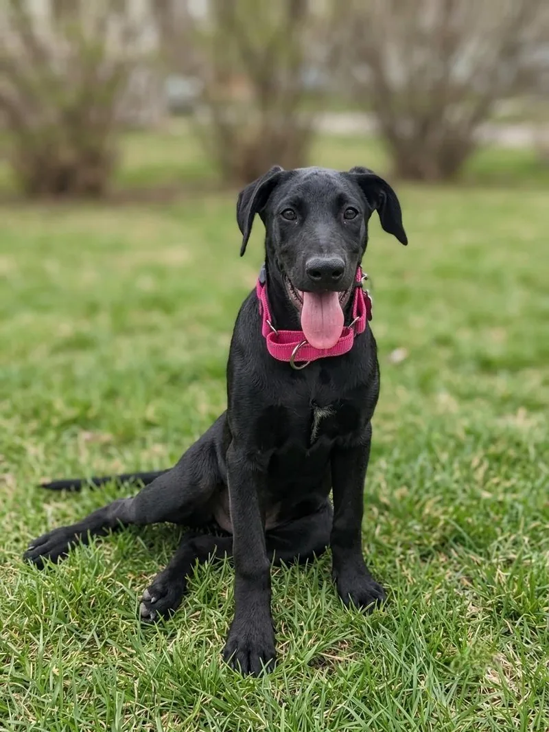 A baby large-sized female Great Dane dog named Remi for adoption in Anza, CA