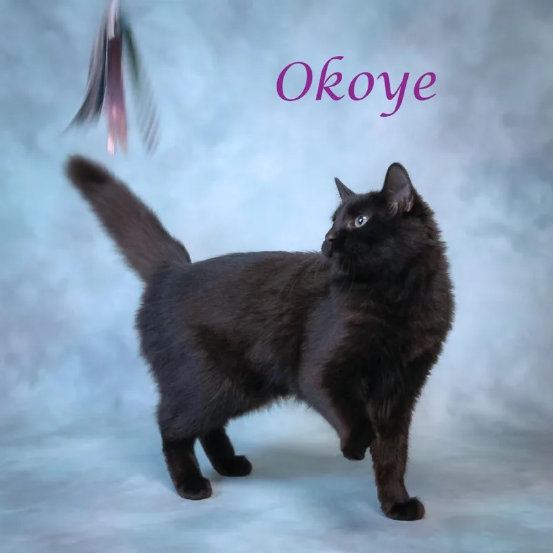 A baby small-sized female Black Domestic Medium Hair cat named Okoye C for adoption in Lebanon, TN