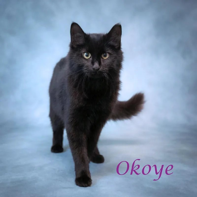 Okoye C thumbnail 2