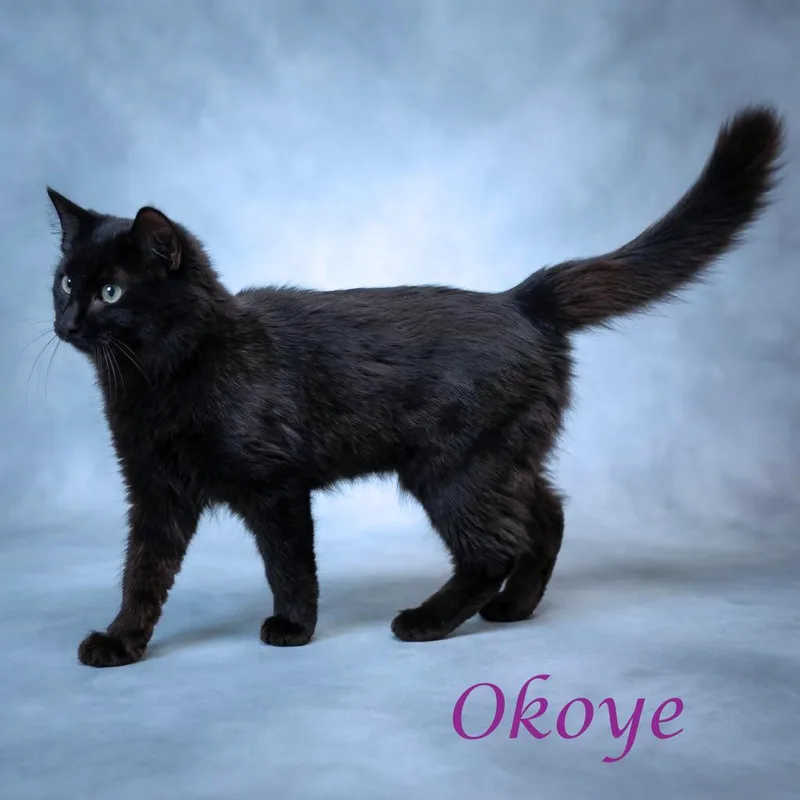 Okoye C thumbnail 3