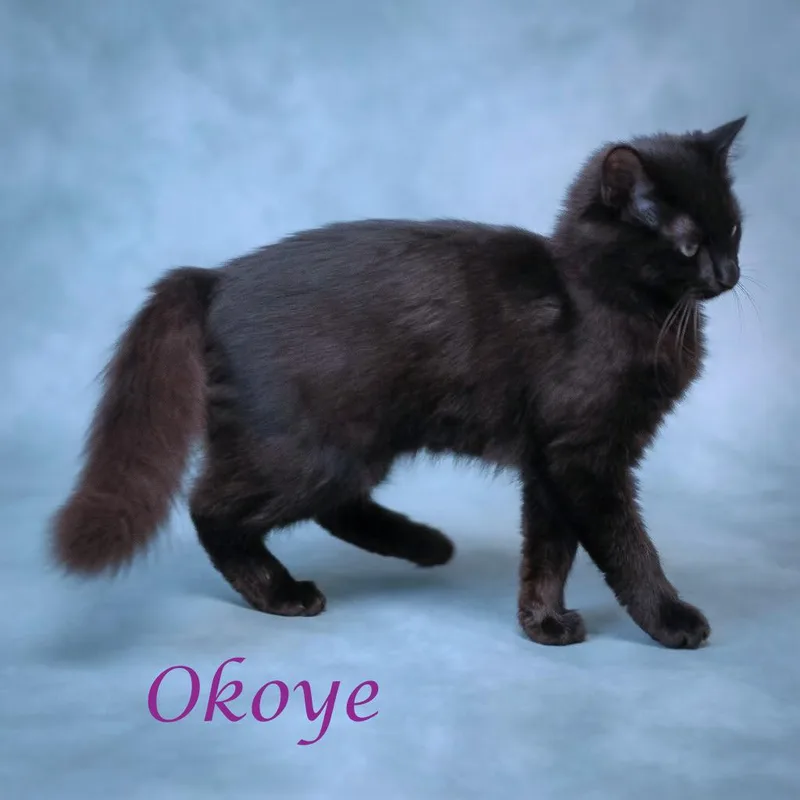 Okoye C thumbnail 4