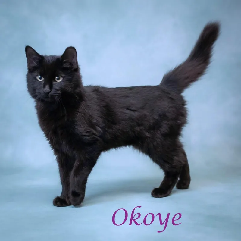Okoye C thumbnail 5