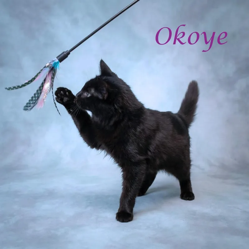 Okoye C thumbnail 6