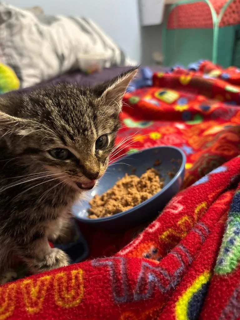 A baby medium-sized male Domestic Short Hair cat named Bullit for adoption in Raleigh, NC