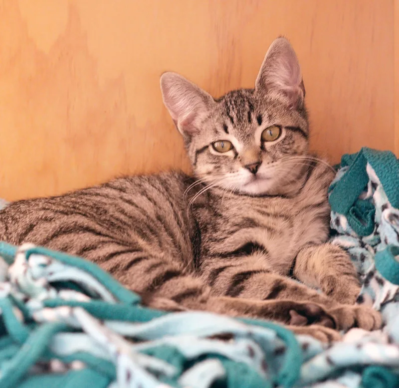 A baby medium-sized female Tabby (Brown / Chocolate) Tabby cat named Stevie Nicks for adoption in San Clemente, CA