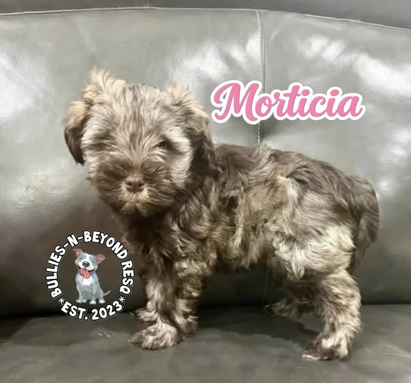A baby small-sized female Schnauzer dog named Morticia for adoption in Omaha, NE