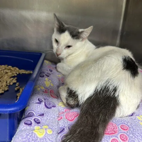 A young medium-sized male White Domestic Short Hair cat named Apple Cider for adoption in Tipp City, OH