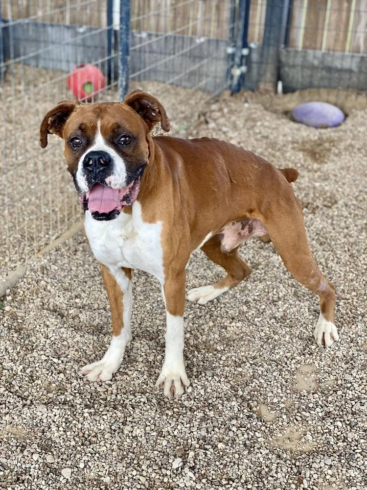 A young medium-sized male Boxer dog named Chuck Norris for adoption in Hewitt, TX