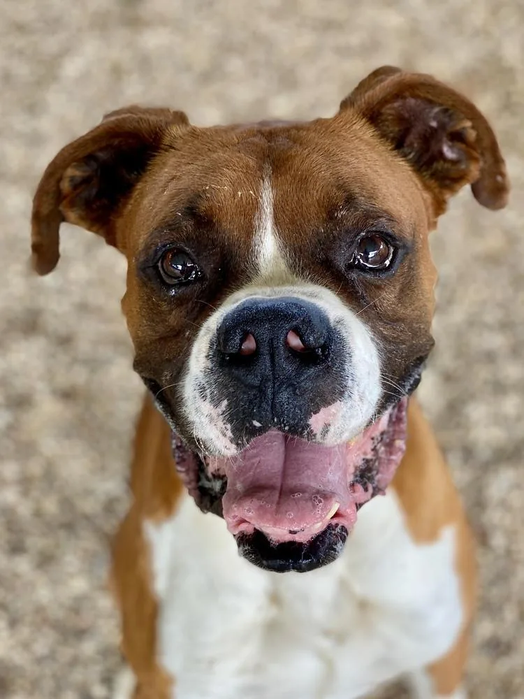 Chuck Norris thumbnail 4