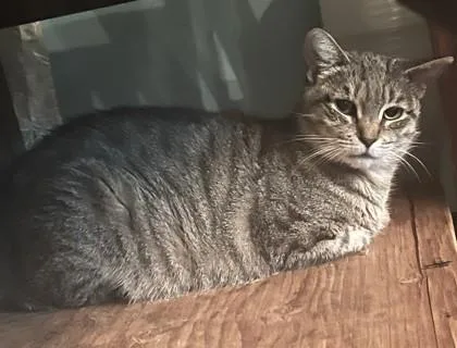 A young medium-sized female Tabby (Brown / Chocolate) Domestic Short Hair cat named Kenzie for adoption in New York, NY