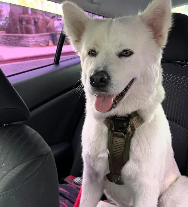 A young medium-sized female White / Cream Husky dog named Luna for adoption in TEMECULA, CA