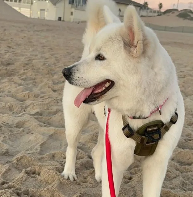 Luna thumbnail 2