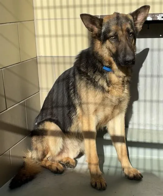 An adult medium-sized male German Shepherd Dog dog named Atticus for adoption in Riverside, CA