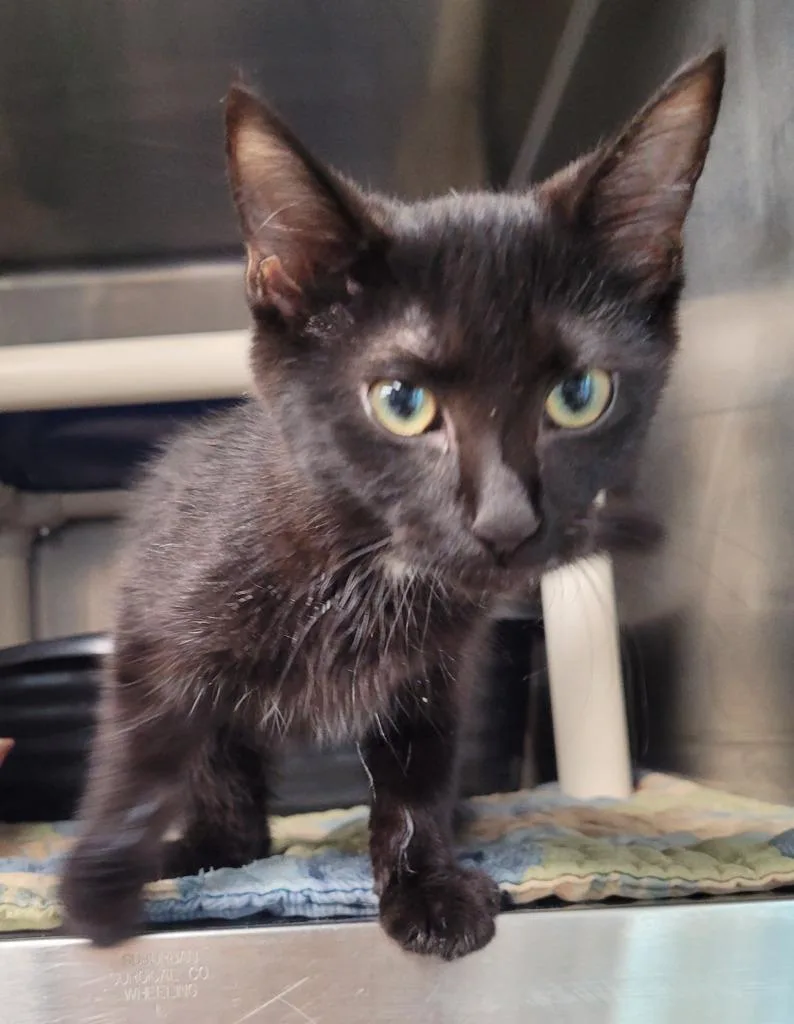 A baby small-sized female Domestic Short Hair cat named Bobbie Lou for adoption in Hopkinsville, KY