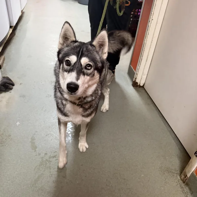 An adult medium-sized female Gray / Blue / Silver Husky dog named Zizzle for adoption in Westminster, CA