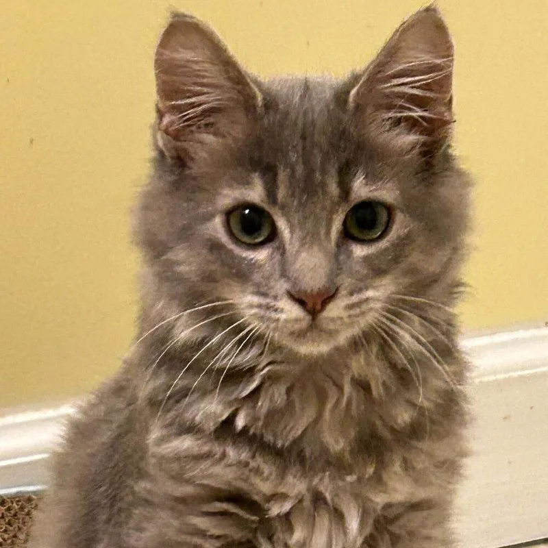 A baby medium-sized female Domestic Medium Hair cat named Byrd for adoption in Candler, NC