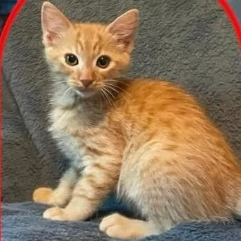 A baby small-sized male Orange / Red Domestic Short Hair cat named Frank for adoption in Orangevale, CA
