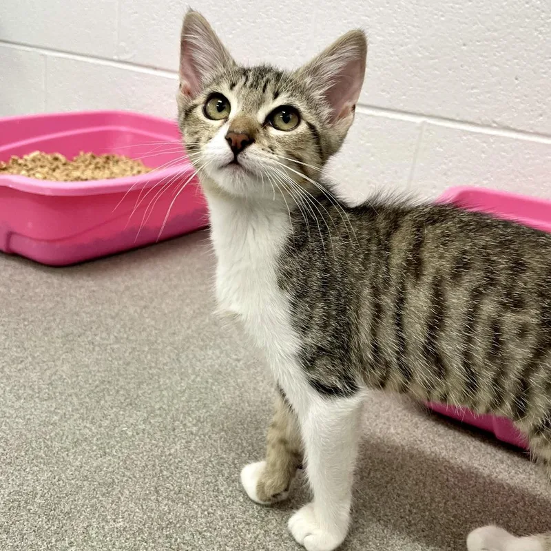 A baby small-sized female Brown / Chocolate Domestic Short Hair cat named Paw Paw Tree for adoption in Carencro, LA