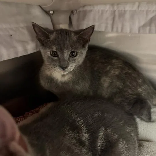 A baby small-sized female Tortoiseshell Domestic Short Hair cat named Steam for adoption in Enfield, NH
