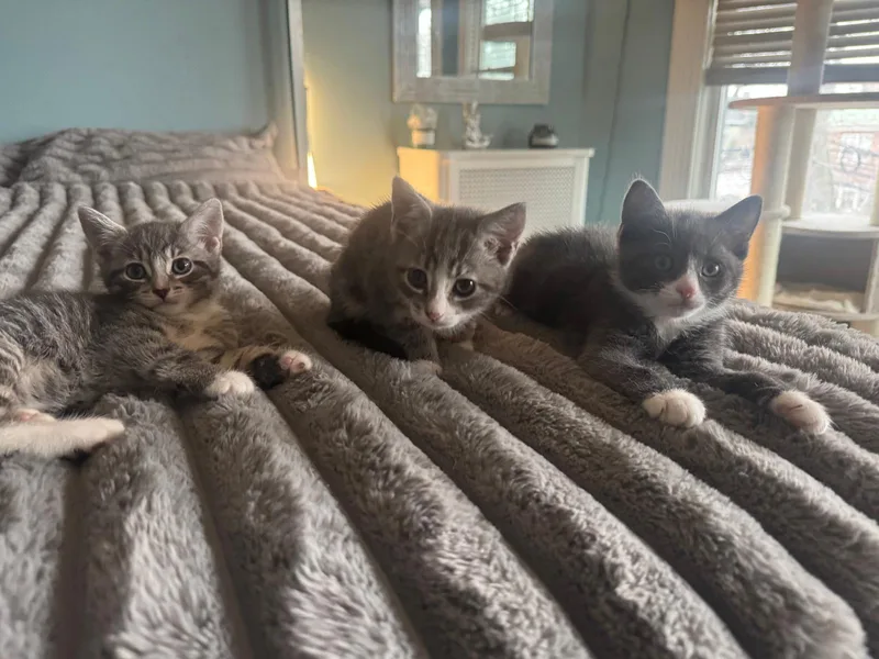 A baby medium-sized male Gray & White Domestic Short Hair cat named Gary for adoption in Jersey City, NJ