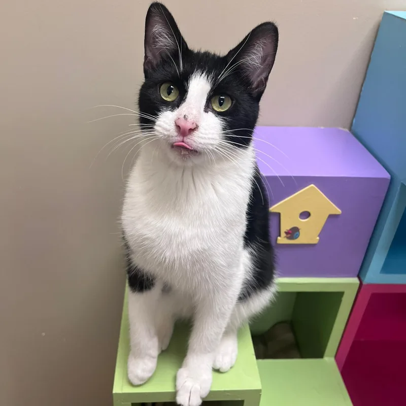 An adult medium-sized male Black & White / Tuxedo Domestic Short Hair cat named Brewster for adoption in Arlington Heights, IL