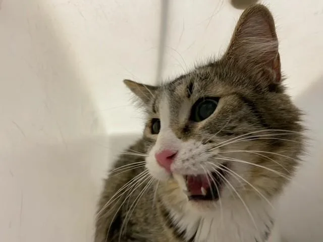 An adult medium-sized female Domestic Short Hair cat named Bonnie for adoption in Albuquerque, NM