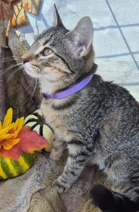 A baby medium-sized female Tabby (Brown / Chocolate) Domestic Short Hair cat named Mystery for adoption in Ocean Springs, MS