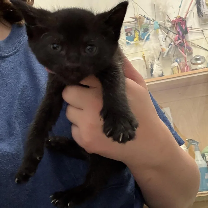 A baby small-sized female Black Domestic Short Hair cat named Rachel for adoption in Fort Bragg, CA