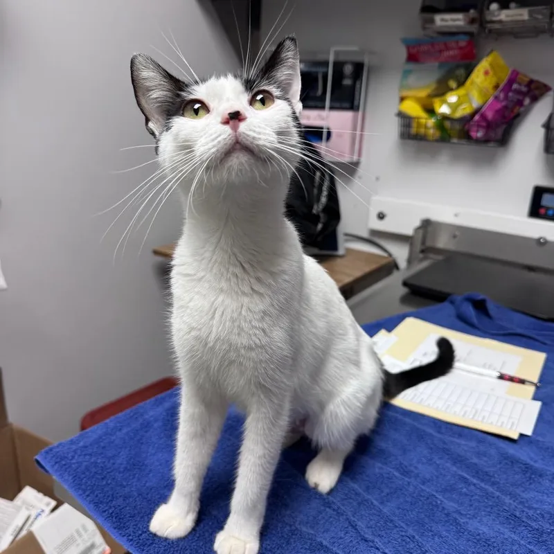An adult medium-sized female White Domestic Short Hair cat named Rhapsody for adoption in Brookfield, WI
