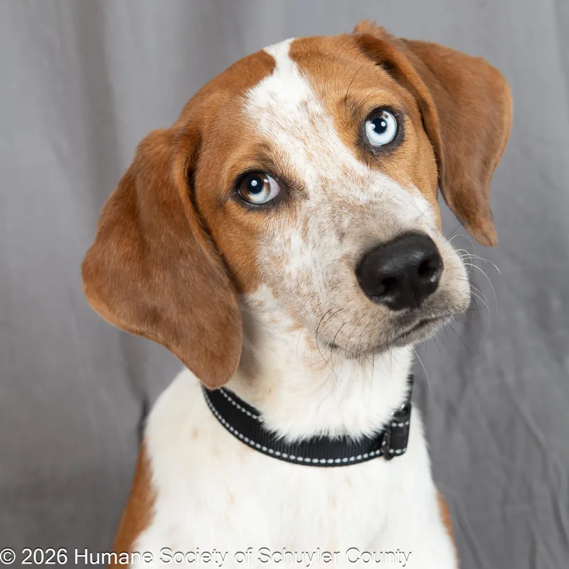 A young medium-sized male Brown / Chocolate Hound dog named Dennis for adoption in Montour Falls, NY