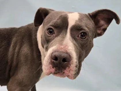 An adult large-sized male Pit Bull Terrier dog named Capone for adoption in Coon Rapids, MN