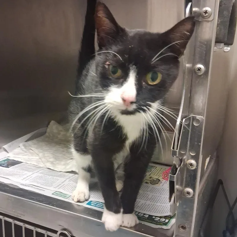 An adult medium-sized female Domestic Short Hair cat named Ghost for adoption in Elizabeth City, NC