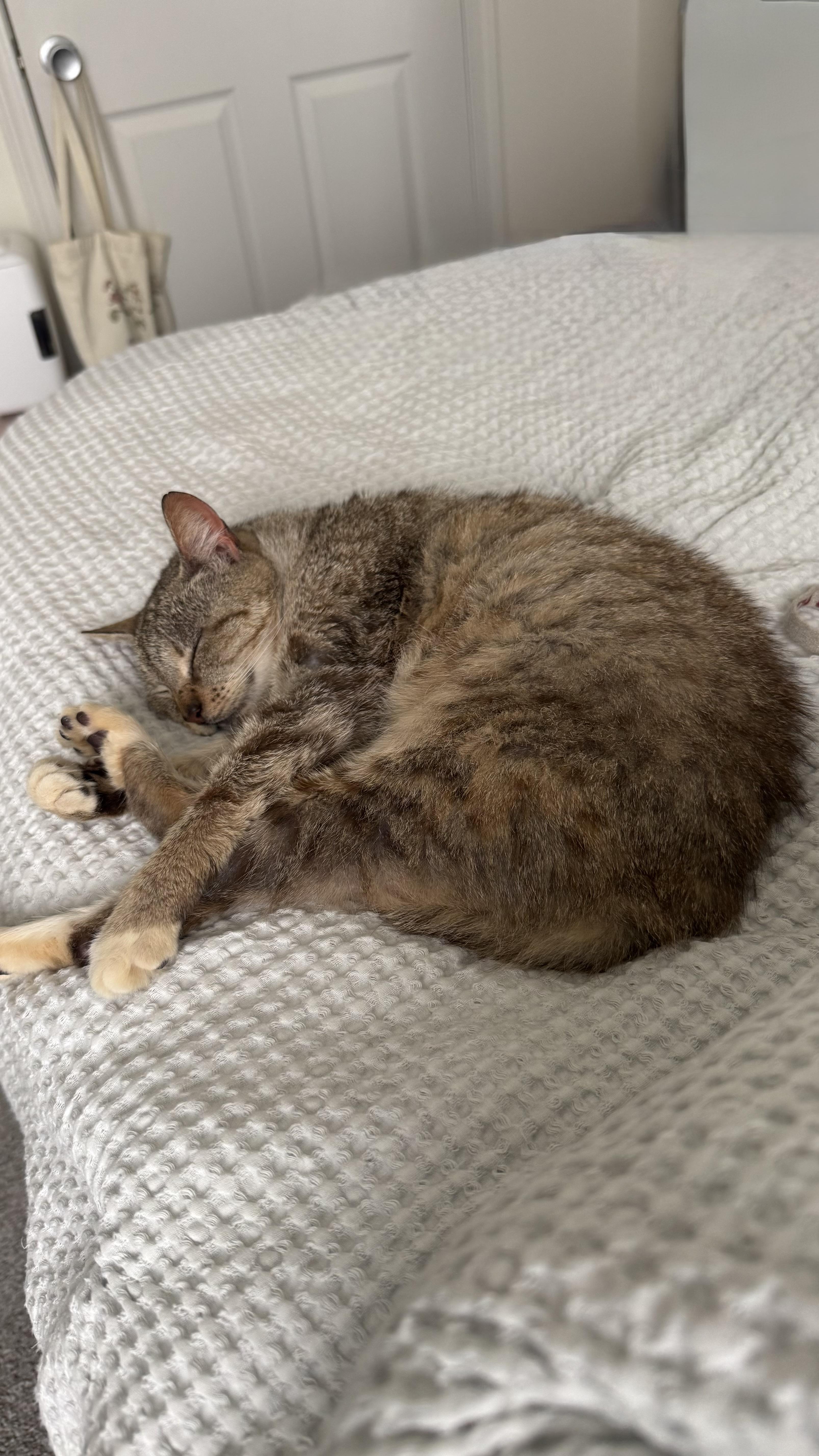 An adult medium-sized female Tabby (Brown / Chocolate) Tabby cat named Merci for adoption in Columbia, SC