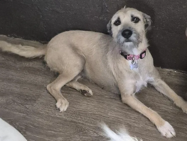 An adult medium-sized female Apricot / Beige Border Terrier dog named Nancy for adoption in Carrollton, TX