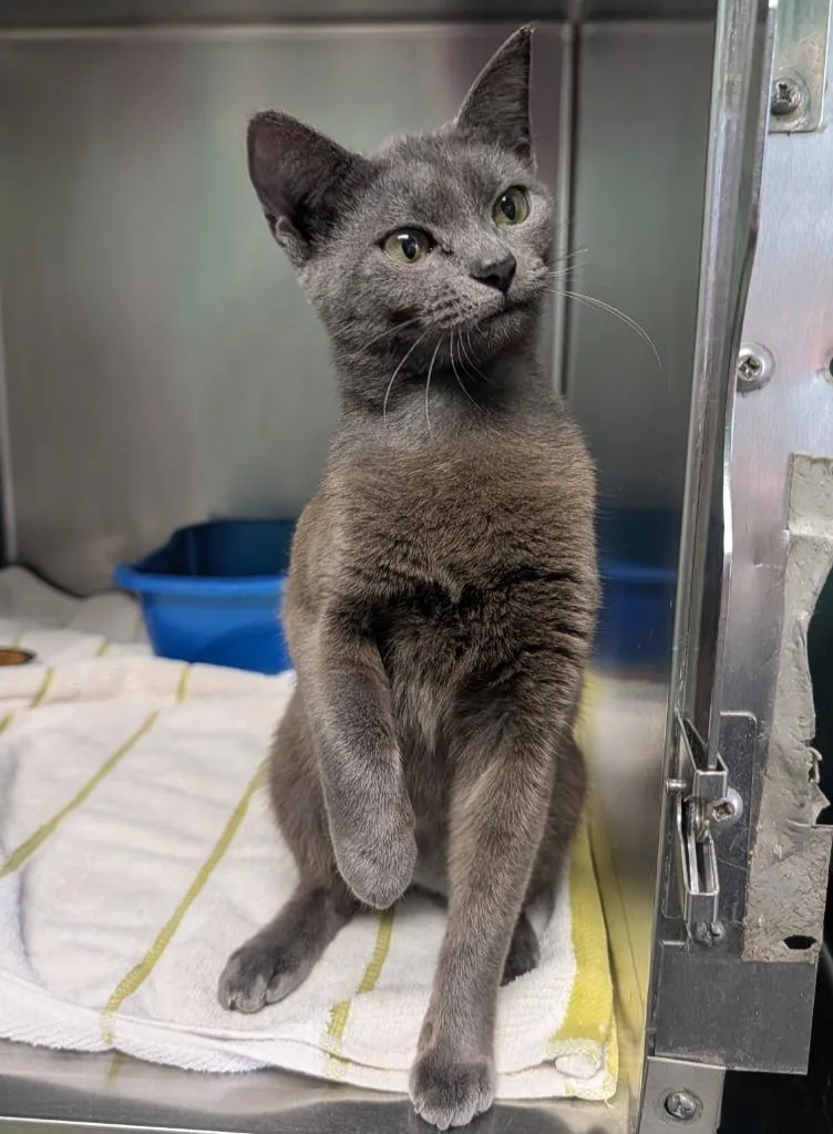 A young small-sized female Domestic Short Hair cat named Zendaya for adoption in Ellijay, GA