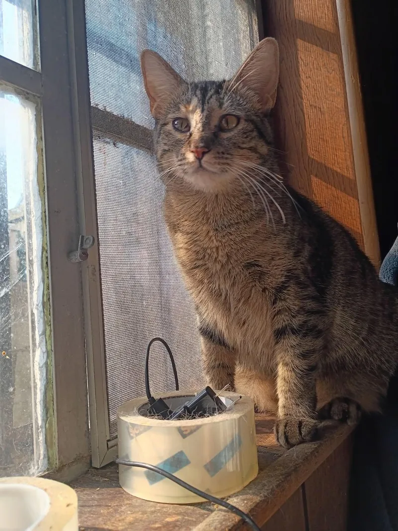 A young medium-sized female Tabby cat named Olivia of Much Cuteness for adoption in Jersey City , NJ